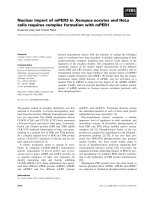 Báo cáo khoa học: Nuclear import of mPER3 in Xenopus oocytes and HeLa cells requires complex formation with mPER1 pdf