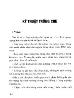 Kỹ thuật trồng chè potx