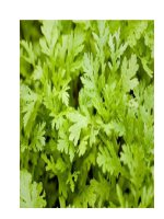 Món ăn, bài thuốc từ cải cúc trong y học cổ truyền ppt