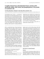 Báo cáo khoa học: A peptide derived from cyclin-dependent kinase activator (p35) speciﬁcally inhibits Cdk5 activity and phosphorylation of tau protein in transfected cells pdf