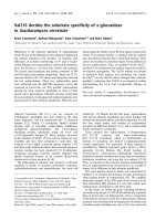 Báo cáo khoa học: Val216 decides the substrate speciﬁcity of a-glucosidase in Saccharomyces cerevisiae doc