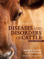 COLOR ATLAS OF DISEASES AND DISORDERS OF CATTLE_1 docx