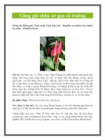 Gừng gió chữa xơ gan cổ trướng ppt