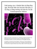 Ảnh hưởng của vi khuẩn hữu ích Bacillus spp. lên hoạt tính của enzyme tiêu hóa, tỉ lệ sống và tăng trưởng của tôm he Ấn độ Fenneropenaeus indicus pdf