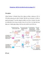 Protein hay ADN là vật chất di truyền của phagơ T2 ? doc