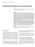 Campylobacter infection of commercial poultry pot