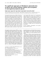 Báo cáo Y học: The opgGIH and opgC genes of Rhodobacter sphaeroides form an operon that controls backbone synthesis and succinylation of osmoregulated periplasmic glucans pot