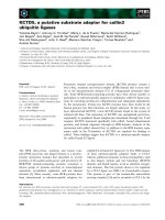 Báo cáo khoa học: KCTD5, a putative substrate adaptor for cullin3 ubiquitin ligases docx