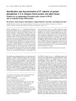 Báo cáo khoa học: Identiﬁcation and characterization of B¢¢-subunits of protein phosphatase 2 A in Xenopus laevis oocytes and adult tissues Evidence for an independent N-terminal splice variant of PR130 and an extended human PR48 protein pot