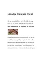 Sâu đục thân ngô (bắp) ppt