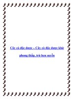 Cây cà độc dược – Cây cà độc dược khử phong thấp, trừ hen suyễn pdf