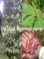 15.Dau-Dipterocarpaceae pptx