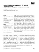 Báo cáo khoa học: Globins and hypoxia adaptation in the goldﬁsh, Carassius auratus potx