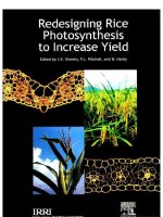 redesigning rice photosynthesis to increase yield potx