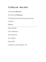 Cá hồng cam - Rosy barb pot