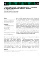 Báo cáo khoa học: Thiamin diphosphate in biological chemistry: analogues of thiamin diphosphate in studies of enzymes and riboswitches pot