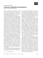 Báo cáo khoa học: Leukocyte–endothelial cell interactions pot