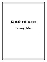 Kỹ thuật nuôi cá còm thương phẩm pot