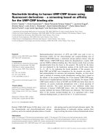 Báo cáo khoa học: Nucleotide binding to human UMP-CMP kinase using ﬂuorescent derivatives ) a screening based on afﬁnity for the UMP-CMP binding site potx