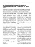 Báo cáo khoa học: Akt-dependent phosphorylation negatively regulates the transcriptional activity of dHAND by inhibiting the DNA binding activity pdf