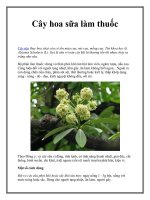 Cây hoa sữa làm thuốc pot