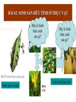 BÀI 42: SINH SẢN HỮU TÍNH Ở THỰC VẬT ppt