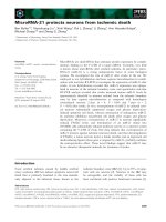 Báo cáo khoa học: MicroRNA-21 protects neurons from ischemic death pot