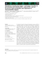 Báo cáo khoa học: Glutathione transferases kappa 1 and kappa 2 localize in peroxisomes and mitochondria, respectively, and are involved in lipid metabolism and respiration in Caenorhabditis elegans pot