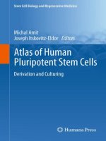 Atlas of Human Pluripotent Stem Cells doc