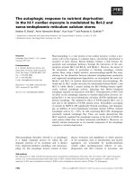 Báo cáo khoa học: The autophagic response to nutrient deprivation in the hl-1 cardiac myocyte is modulated by Bcl-2 and sarco⁄endoplasmic reticulum calcium stores ppt