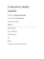 Cá chim cánh cụt - Blackline penguinfish pptx