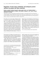 Báo cáo khoa học: Regulation of maize lysine metabolism and endosperm protein synthesis by opaque and ﬂoury mutations potx