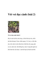 Vòi voi đục cành (loài 2) potx