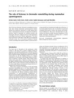 Báo cáo khoa học: The role of histones in chromatin remodelling during mammalian spermiogenesis pot