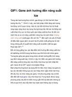 GIF1: Gene ảnh hưởng đến năng suất lúa pot