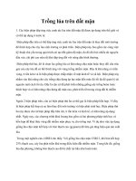 Trồng lúa trên đất mặn doc