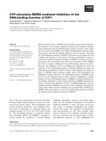 Báo cáo Y học: ATP stimulates MDM2-mediated inhibition of the DNA-binding function of E2F1 pot