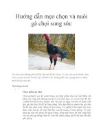 Hướng dẫn mẹo chọn và nuôi gà chọi sung sức potx