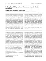 Báo cáo khoa học: Probing the unfolding region of ribonuclease A by site-directed mutagenesis potx