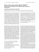 Báo cáo Y học: Brassica napus soluble epoxide hydrolase (BNSEH1) Cloning and characterization of the recombinant enzyme expressed in Pichia pastoris docx