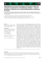 Báo cáo khoa học: Assimilation of excess ammonium into amino acids and nitrogen translocation in Arabidopsis thaliana – roles of glutamate synthases and carbamoylphosphate synthetase in leaves ppt