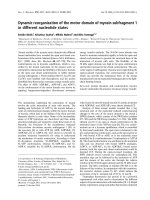 Báo cáo khoa học: Dynamic reorganization of the motor domain of myosin subfragment 1 in different nucleotide states docx