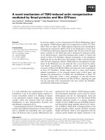 Báo cáo khoa học: A novel mechanism of TGFb-induced actin reorganization mediated by Smad proteins and Rho GTPases docx