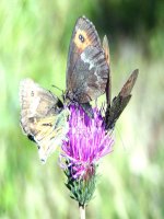 Giáo án Sinh học lớp 6 tham khảo Bào 30 Thụ phấn