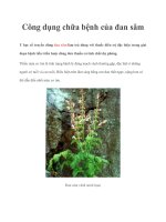 Công dụng chữa bệnh của đan sâm potx