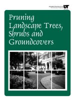 pruning landscape trees, shrubs and groundcovers