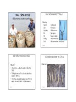 ĐẶC ĐIỂM TÔM CÀNG XANH pptx