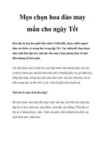 Mẹo chọn hoa đào may mắn cho ngày Tết pot