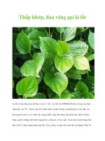 Thấp khớp, đau răng gọi lá lốt potx