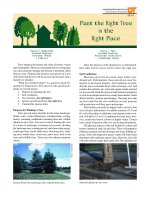 plant the right tree in the right place